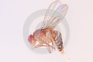 Study genetic of Drosophila melanogaster fruit fly, vinegar fly in laboratory.Â 
